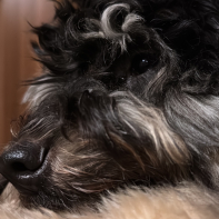 Фото ученика